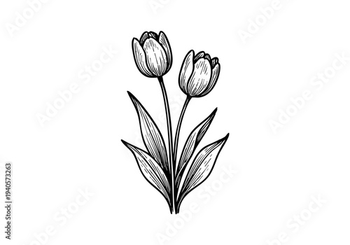 Tulip Flower Hand Drawn Illustration Vector by AZ for Books, Arts, Design and Decoration Graphic Asset