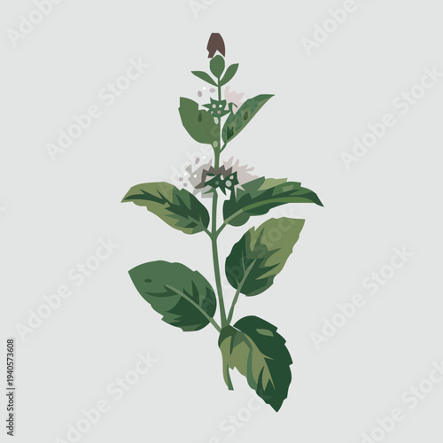 Botanical illustration of a fresh mint plant with green leaves and small flowers