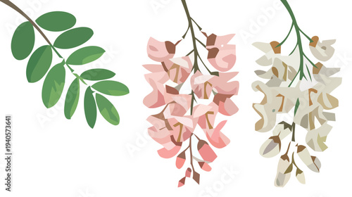 Delicate pink and white robinia flowers with green leaves on white background