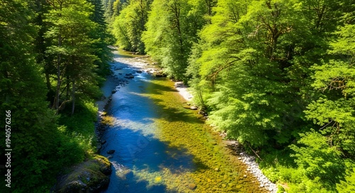 Serene forest river with mossy banks and sunlight filtering through trees