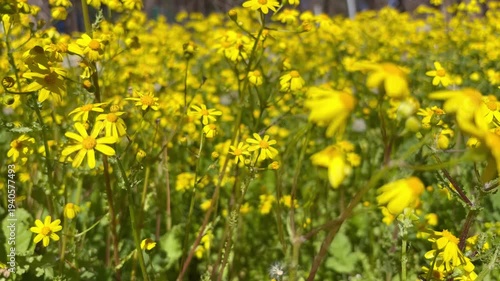 Yellow daisy. Yellow daisy in field