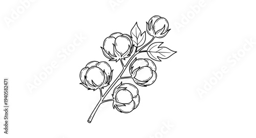 Cotton flower line icon vector doodle sketch of natural organic cotton plant illustration