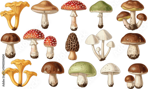 Wild mushroom collection illustration, edible and poisonous forest fungi set with detailed caps and stems, botanical nature vector design