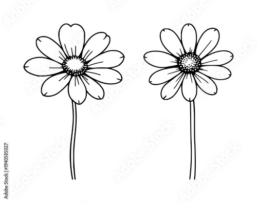 Chamomile flower set with dainty bloom and clean line art design featuring delicate petals, botanical elements, wildflowers with herbal plants and blossoms