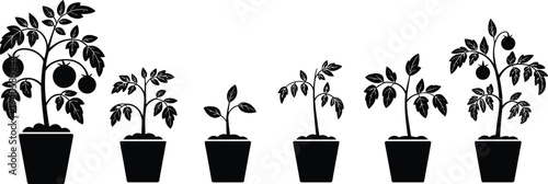 Tomato plant growth stages in pots silhouette vector icon set, gardening agriculture seedling to ripe tomato plant illustration collection
