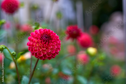 Yellow-orange flowers blooming in botanical garden