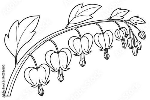 coloring page line art the bleeding heart flower black vector