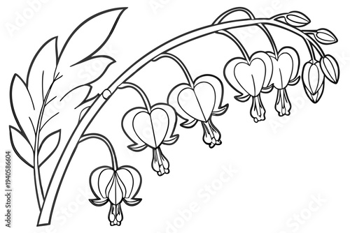 coloring page line art the bleeding heart flower black vector