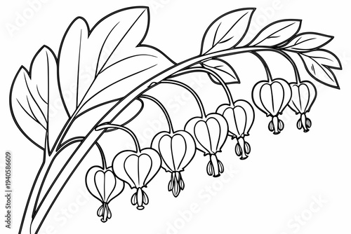 coloring page line art the bleeding heart flower black vector