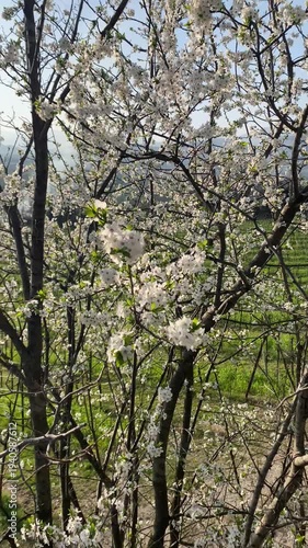 Albero con fiori bianchi in primavera