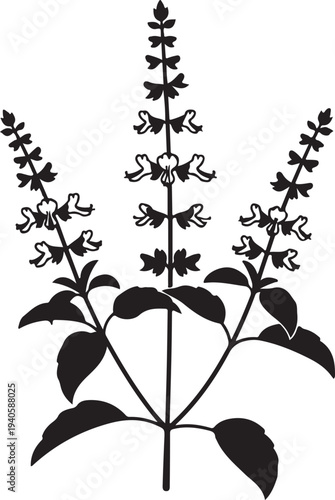 A single silhouette of a basil plant with flower spikes on a white background