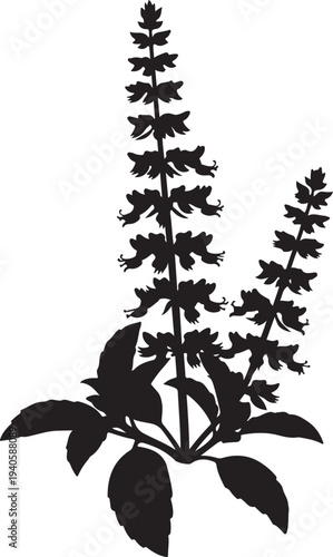 A single silhouette of a basil plant with flower spikes on a white background