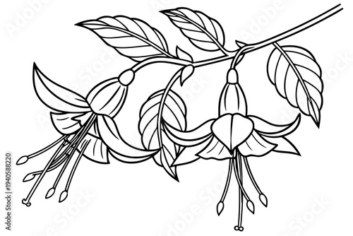 coloring page line art the fuchsia flower black vector