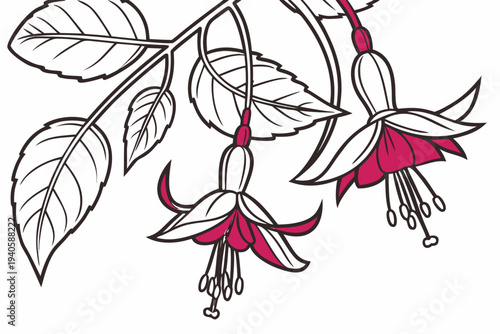 coloring page line art the fuchsia flower black vector