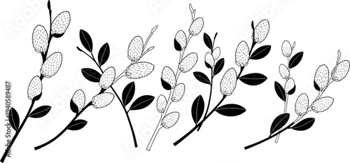 Black and white spring pussy willow branch set with fuzzy buds and leaves isolated on white background for nature design