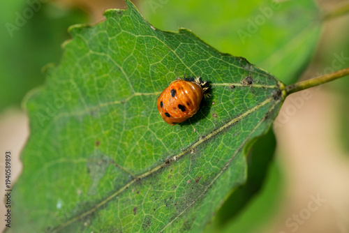 Larve des Asiatischen Marienkäfers (Harmonia axyridis)