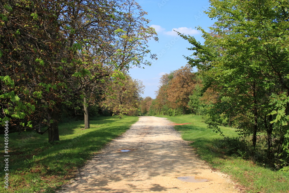 Fototapeta premium Forest road.