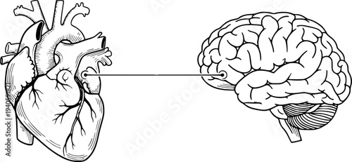 Anatomical of human heart and brain connected by a line symbolizing communication or influence