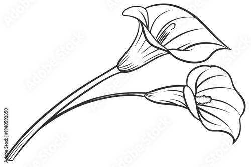 coloring page line art the calla lily flower black vector