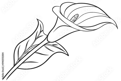 coloring page line art the calla lily flower black vector