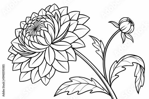 coloring page line art the dahlia flower black vector