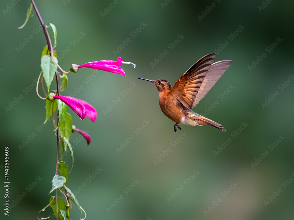 Fototapeta premium Shining Sunbeam Hummingbird Hovering Near Pink Flowers in Andes