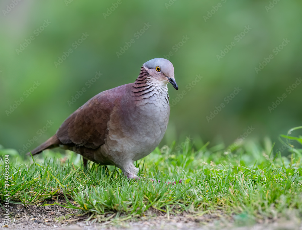 Obraz premium White-throated Quail-Dove Foraging on Grass in Natural Habitat
