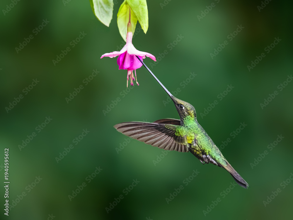 Fototapeta premium Sword-billed Hummingbird Feeding from Pink Fuchsia Flower in Rainforest