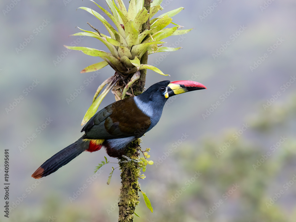 Fototapeta premium Gray-breasted Mountain-Toucan Perched on Mossy Branch in Cloud Forest