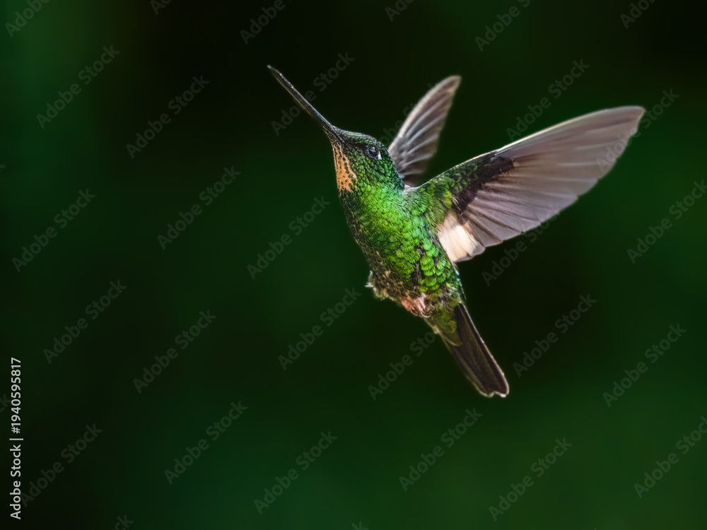 Fototapeta premium Black-throated Mango Hummingbird Hovering In Tropical Forest