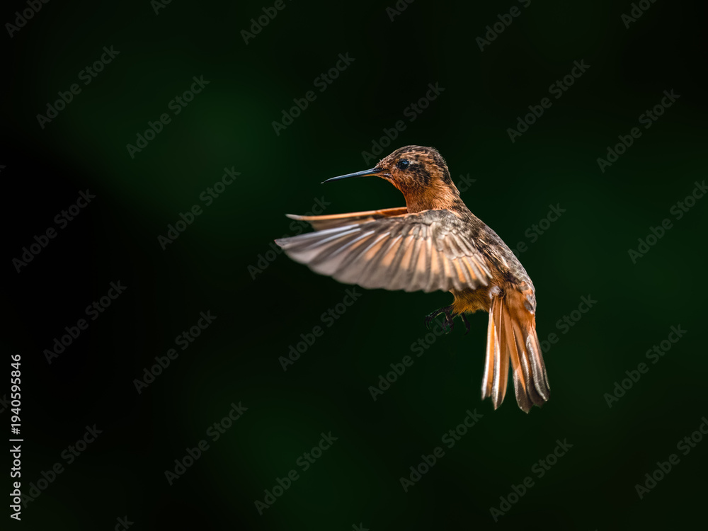 Naklejka premium Shining Sunbeam Hummingbird Hovering in Mid-Air Against Blurred Green Background