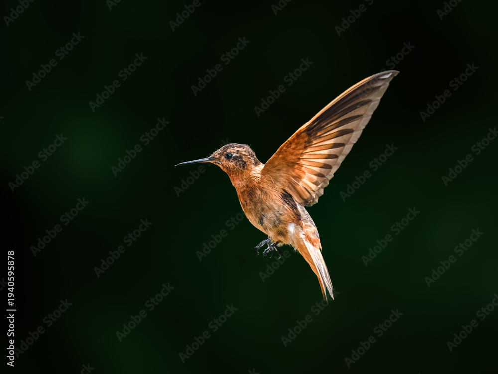 Obraz premium Shining Sunbeam Hummingbird Hovering in Mid-Air Against Blurred Green Background