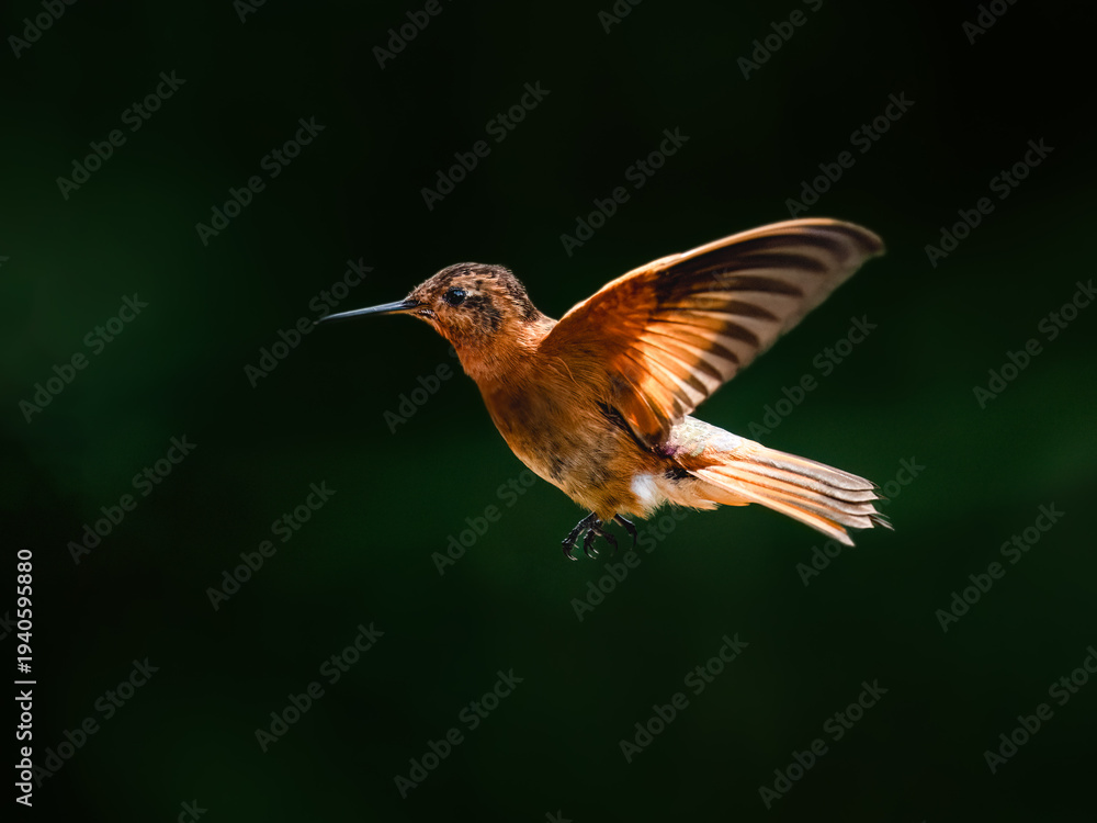 Obraz premium Shining Sunbeam Hummingbird Hovering in Mid-Air Against Blurred Green Background