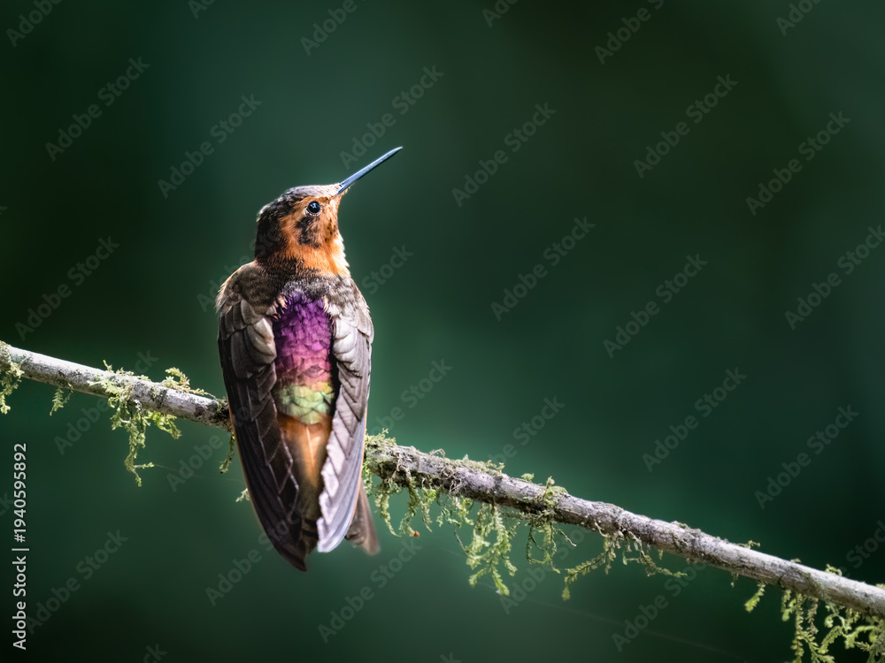 Obraz premium Shining Sunbeam Hummingbird Perched on Mossy Branch in Highlands