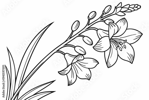 coloring page line art the delphinium flower black vector