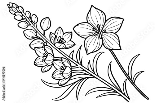 coloring page line art the delphinium flower black vector