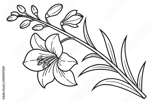 coloring page line art the delphinium flower black vector