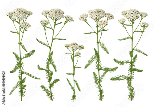 Ultra-realistic flat lay of yarrow (achillea millefolium) plants, detailed white flowers and green stems, isolated on a transparent background, concept of natural healing and botany
