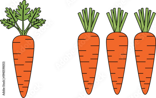 Carrot vegetable set whole fresh carrots with leaves healthy food vector illustration