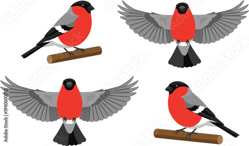 Bullfinch bird set perched and flying red breasted songbird wildlife vector illustration