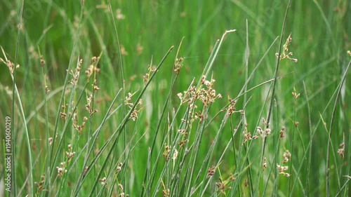 Close-up of green wild grass with seed pods in a field

