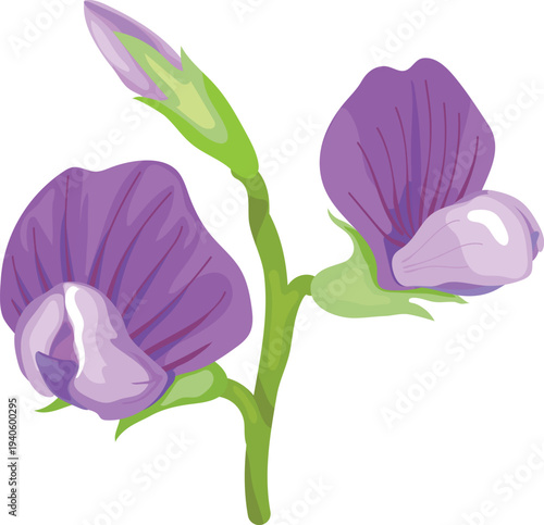 Purple soybean flowers (Glycine max) on white background