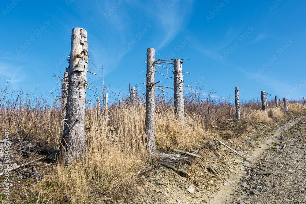 Fototapeta premium Picea abies Baumstumpf nach Kahlschlag wegen Borkenkäfer im Thüringer Schiefergebirge