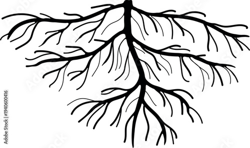 Black silhouette of root isolated on white background