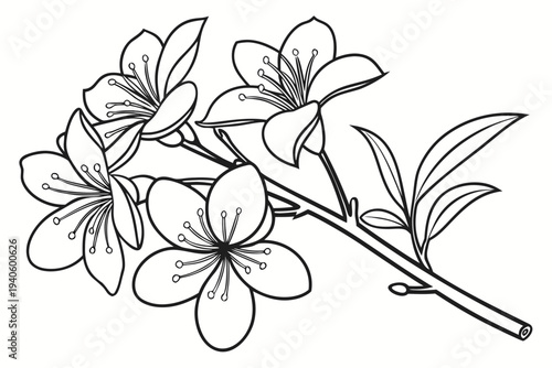 coloring page line art the mimosa flower black vector