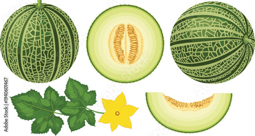 Melon fruit collection whole sliced cantaloupe with leaves and flower vector illustration