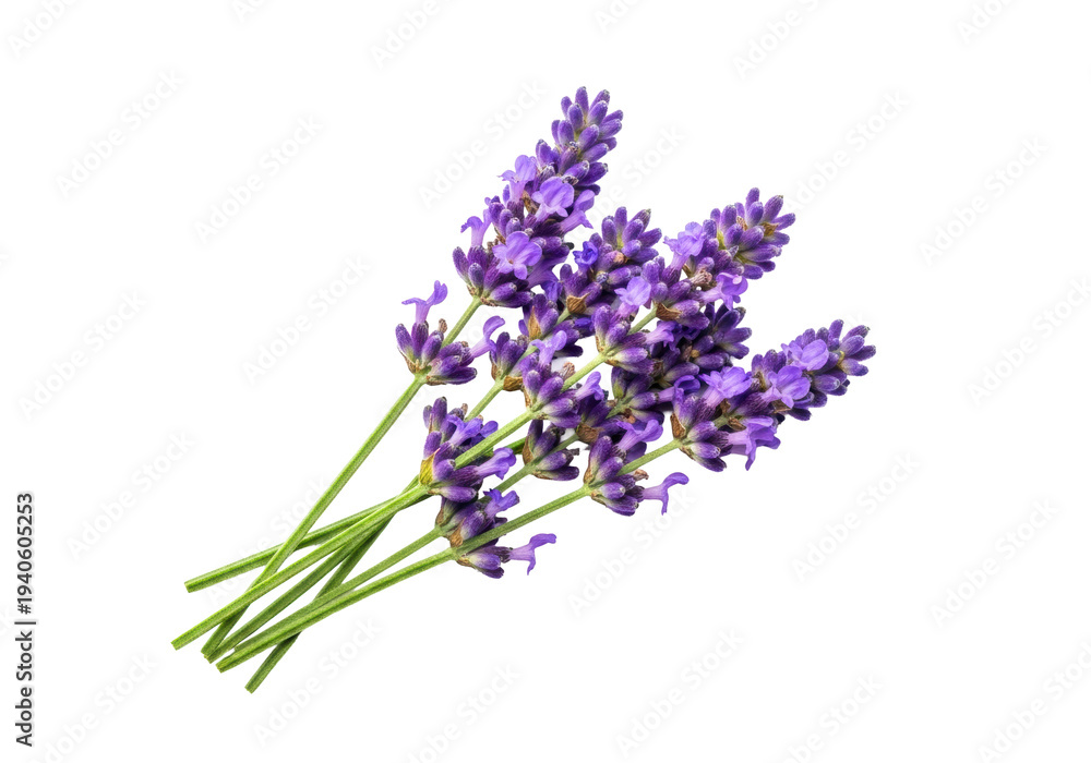 Obraz premium ultra-realistic macro flat lay of vibrant purple lavender sprigs and fresh green stems, diagonally arranged on a transparent background with copy space, high-end product concept