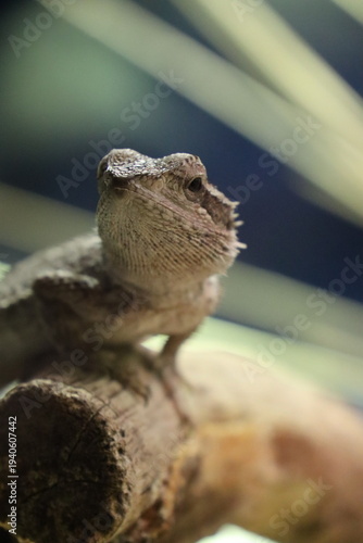 Portrait einer (Streifenköpfige) Bartagame 
