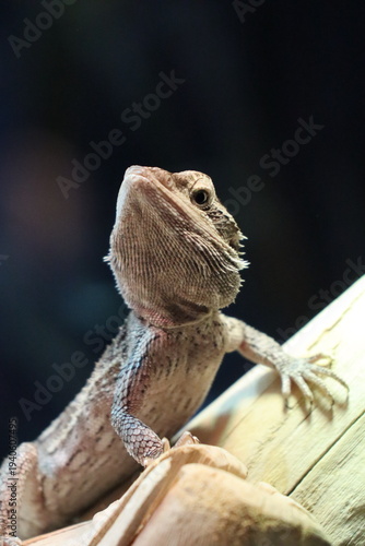 Portrait einer (Streifenköpfige) Bartagame 