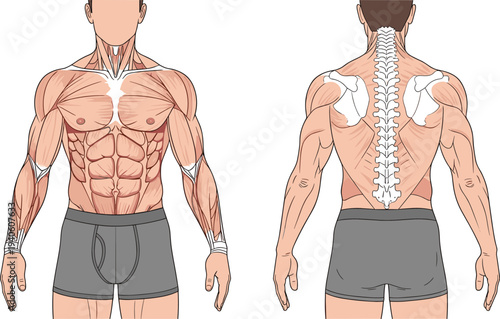Human male muscle anatomy front and back view illustration isolated on white background for medical education, fitness training reference, and anatomical study